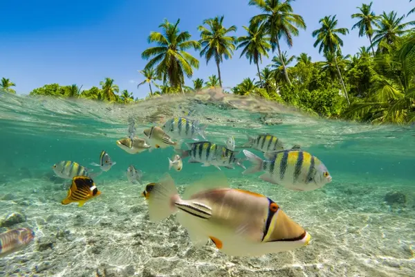 Why aren't fish able to go on summer vacation?