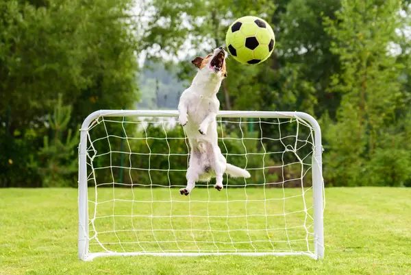 What animal is undefeated in all sports?
