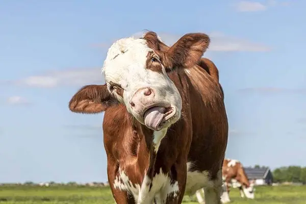 Why do cows like being told jokes?