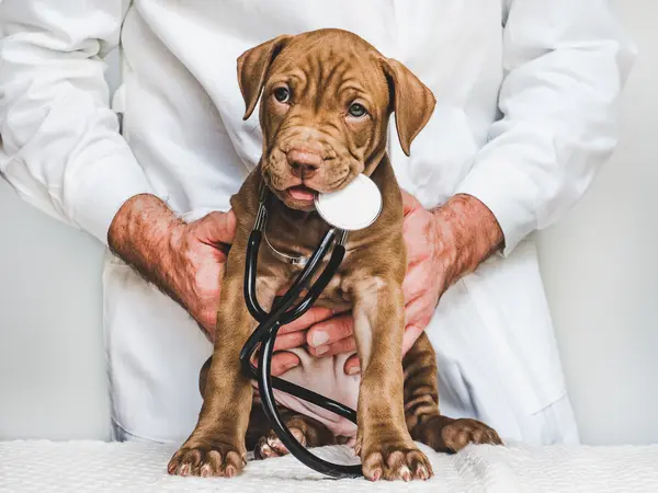 Where do dogs go when they need emergency medical care?