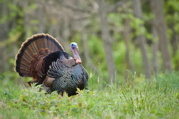 What do you call a turkey the day after Thanksgiving?