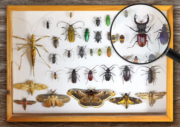 Which insects always make slightly better than average grades?