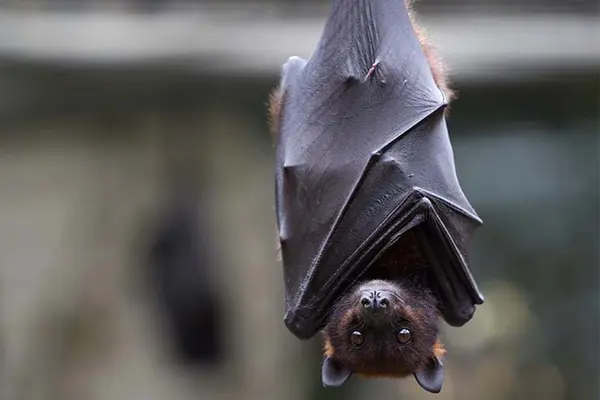 What type of bat doesn't fly?