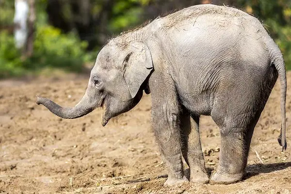 Why did the elephant eat the candle?