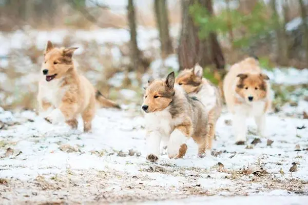 What do you call a litter of young dogs who have come in from the snow?