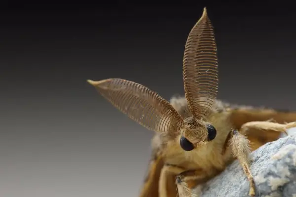 What's the biggest moth in the world?