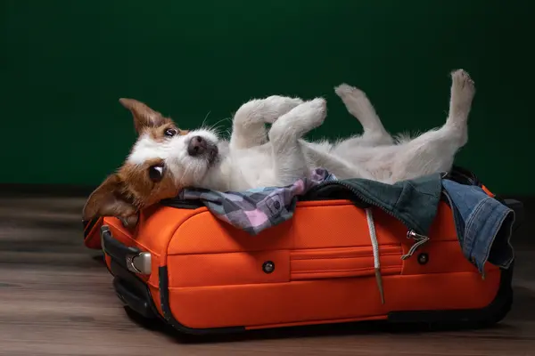 Why are dogs allowed on airplanes?