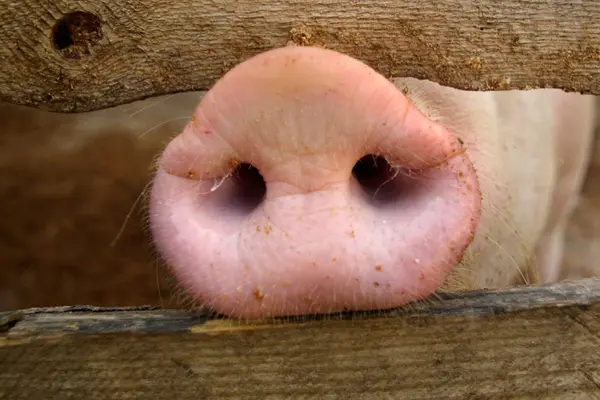 What's an old pig's favorite holiday?