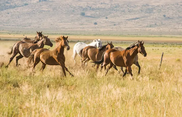 What kind of computers do horses use?