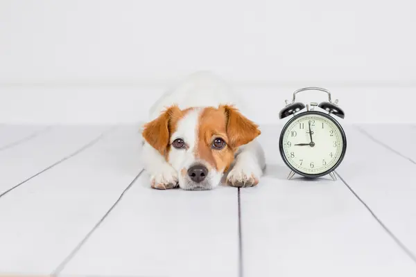 Why did the dog swallow a clock?