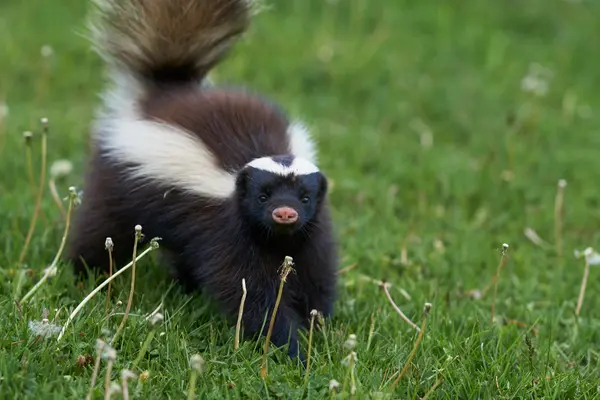 8 Skunk Jokes That Don't Stink