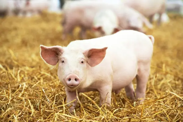 Who is a pig's favorite Star Wars® character?