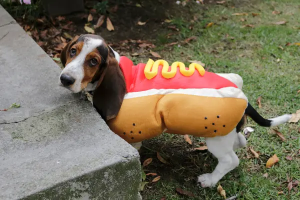What can a puppy do to avoid growing into a hot dog?