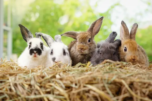 Why did the bunnies go on strike?