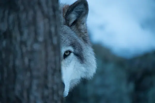What look-and-find book do wolves love?