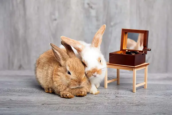 What is a bunny's favorite dance?