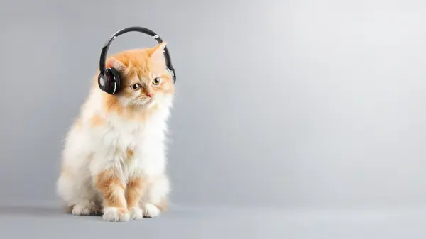 What's a cat's favorite song?