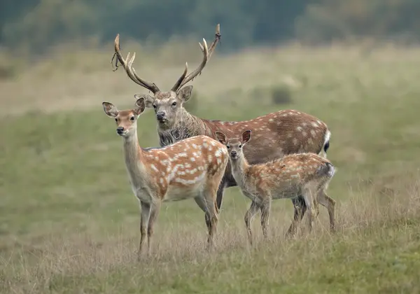 How do deer tell their children to grow up?