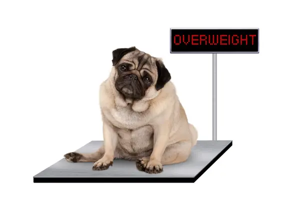 What dog is the most self-conscious about its weight?