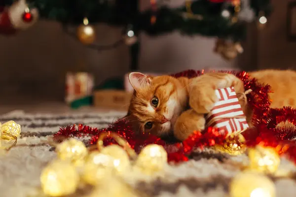 Where do kitties put their Christmas presents?