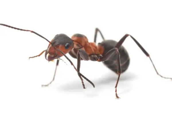What is the biggest ant in the world?