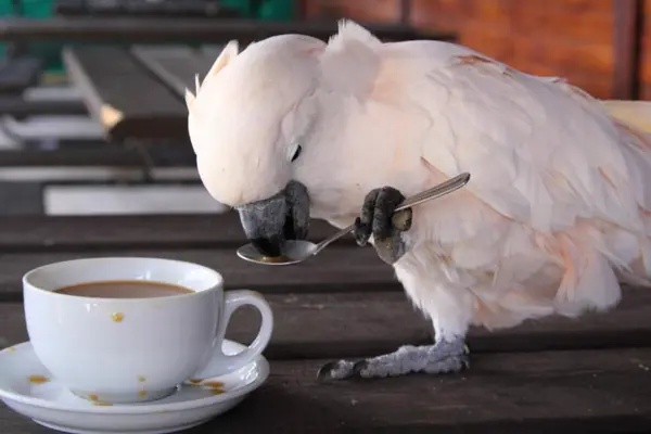 What bird shouldn't drink coffee?