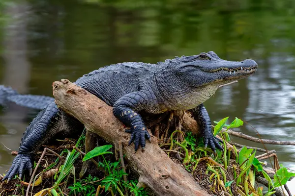 What's the difference between an alligator and a crocodile?