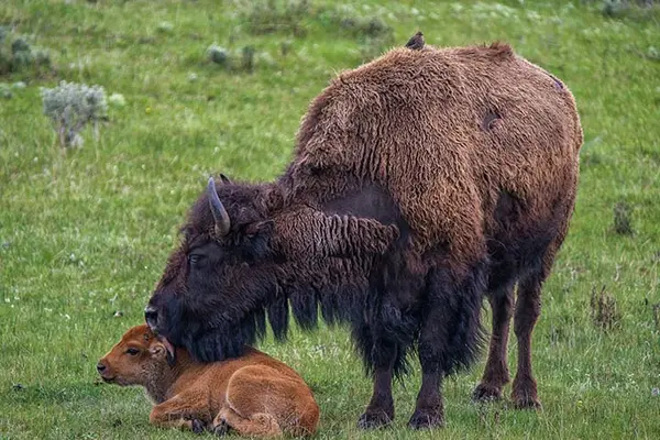 What did the buffalo say when he dropped his son off at school?