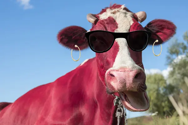 What do cows say on NYE?