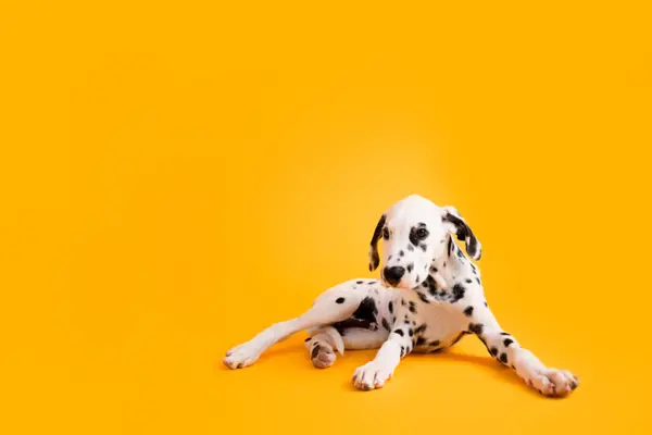 Why can't Dalmatians play hide and seek?