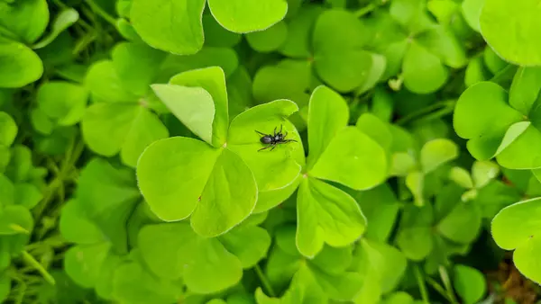 What do you call an Irish spider?