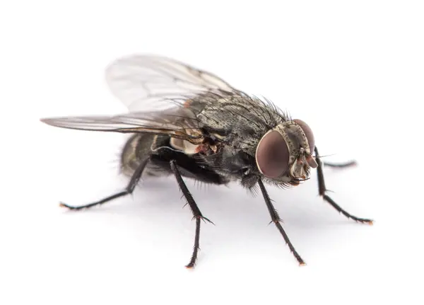What do you call a fly without wings?