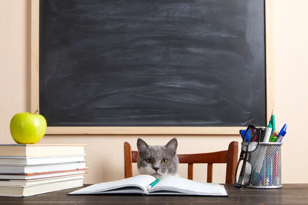 Where do kittens go to school?