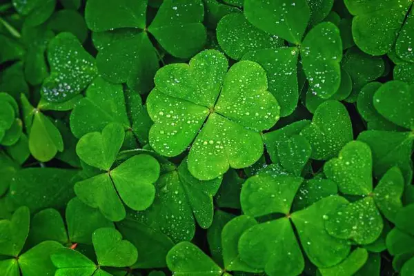 Why shouldn't you iron a four-leaf clover?
