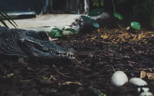 What do you call a thieving alligator?