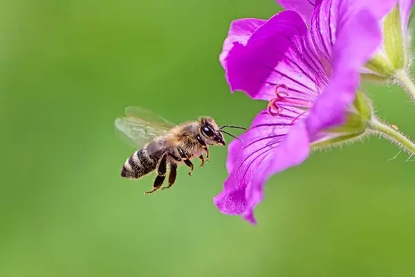 Why do bees buzz?