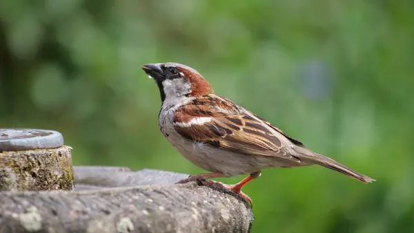 Where do birds go to drink?