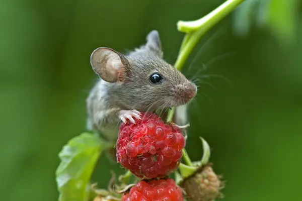 How does a mouse feel after taking a shower?