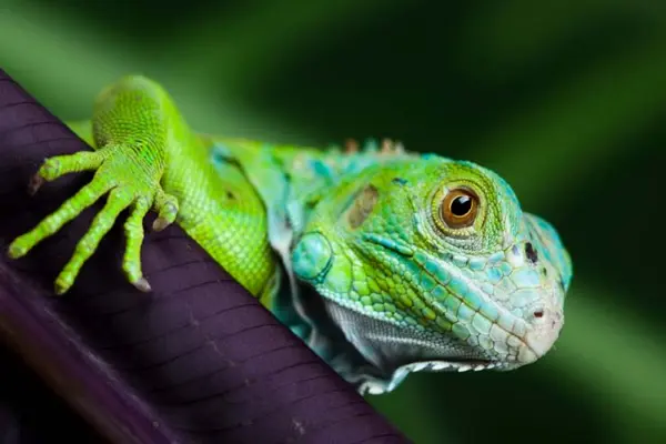 What's a lizard's favorite cookie?