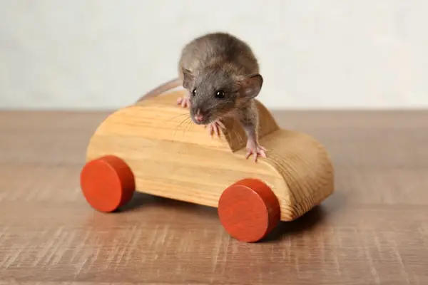 What car is the perfect size for mice?
