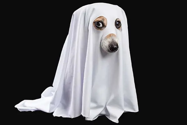 Why are ghosts such bad liars?