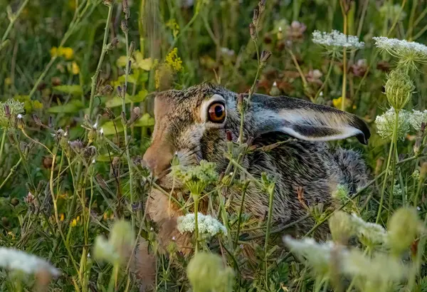 What do you get if you cross a frog with a rabbit?