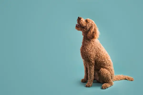 How do you say goodbye to a curly-haired dog?