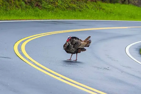 Why did the turkey cross the road?
