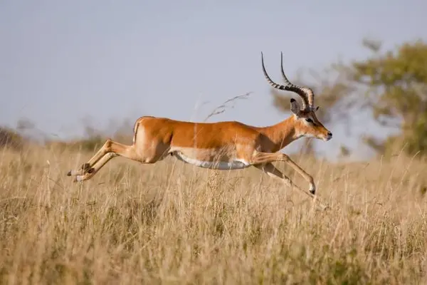 What does a lion call an antelope?