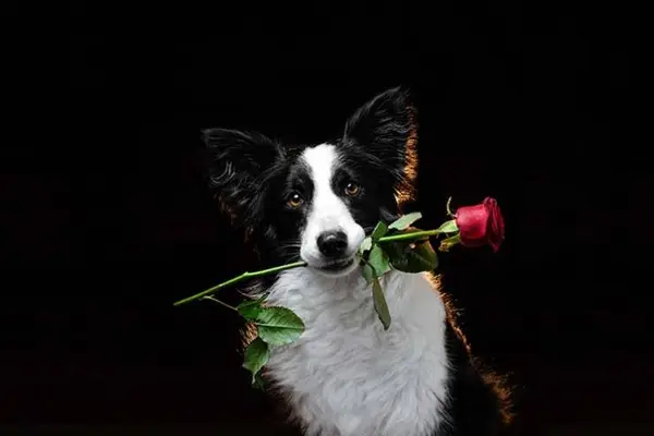 What do you get if you cross a sheepdog with a rose?