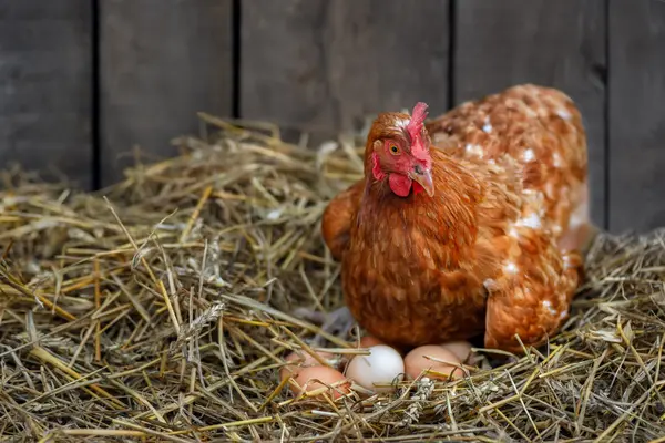What do you get when a chicken lays an egg on top of a barn?