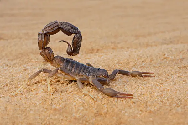 Why do scorpions feel hopeful about fall?