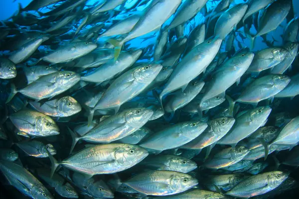 What country has the most fish?