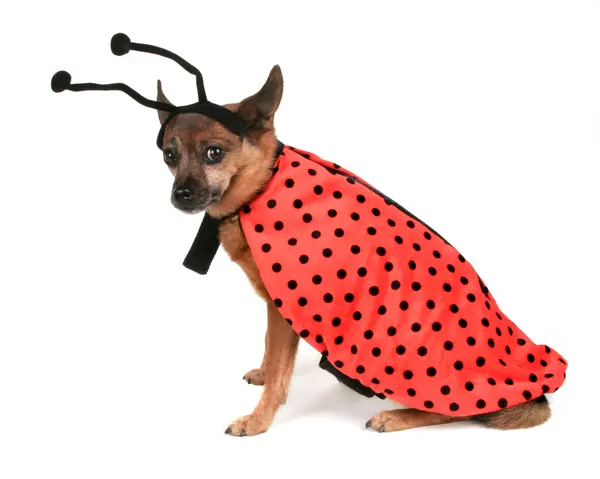 What insect thinks it's a dog?